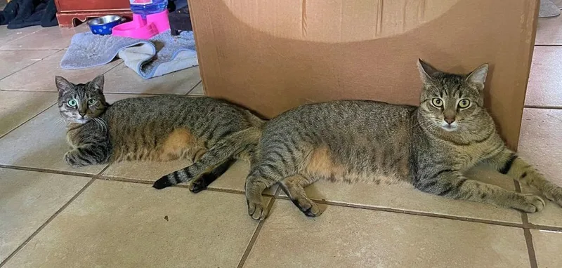 Mr. Pebbles thumbnail 4