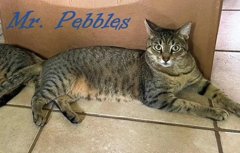Mr. Pebbles thumbnail 5