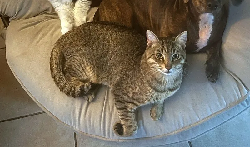 Mr. Pebbles thumbnail 7