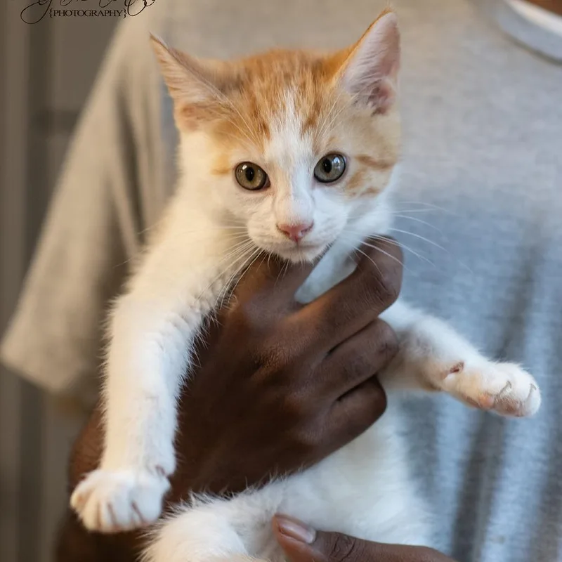 A baby small-sized male White Domestic Short Hair cat named Rocky for adoption in Bartlett, TN