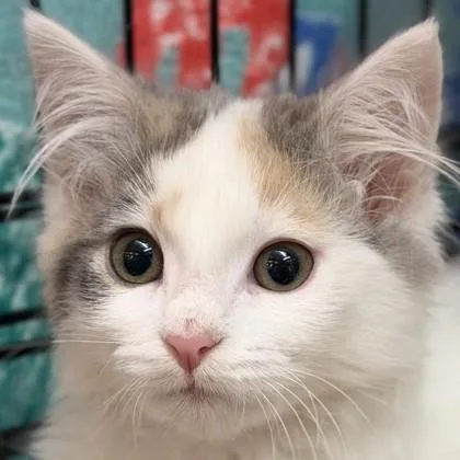 A baby medium-sized female Domestic Short Hair cat named Shake `n Bake for adoption in Pleasanton, CA