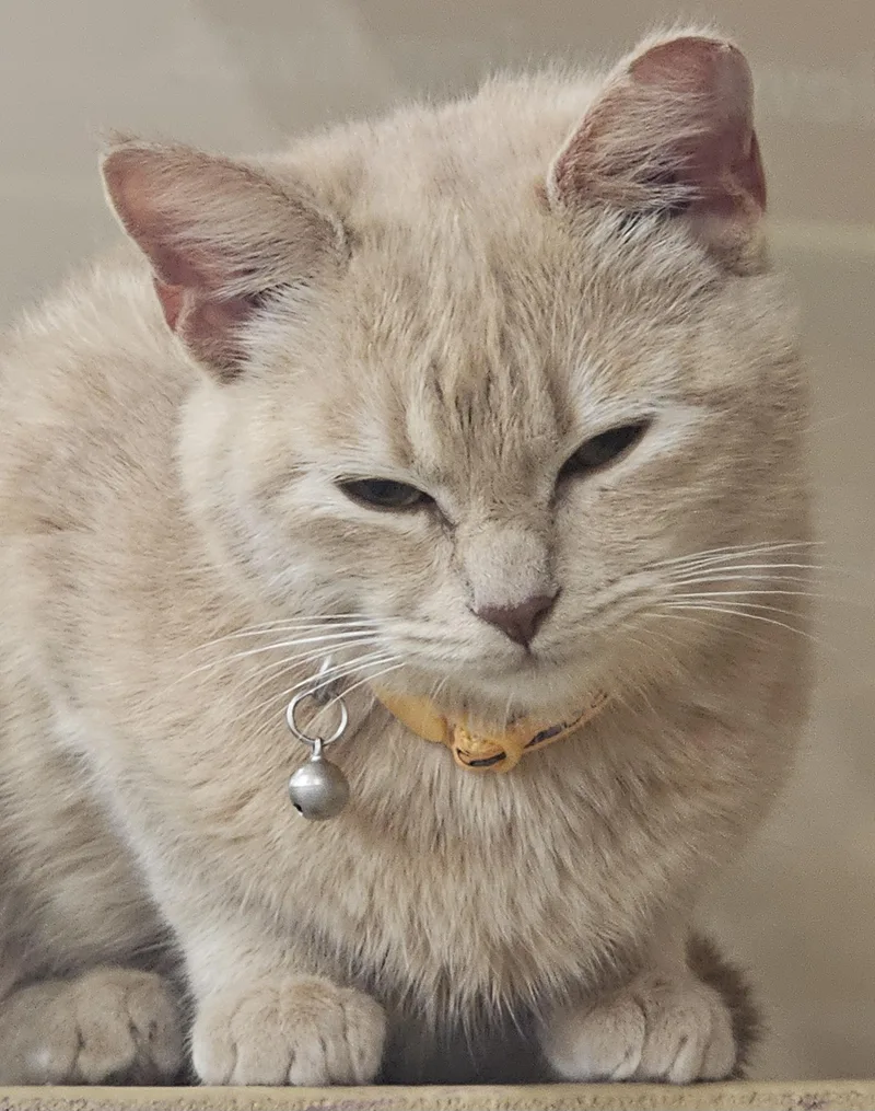 Momo Sue thumbnail 2