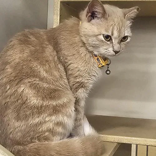 Momo Sue thumbnail 3