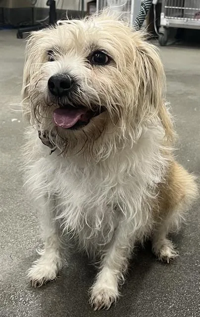 Bella