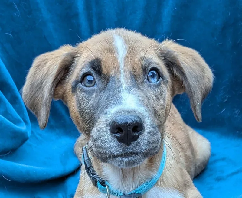 A baby large-sized male Tricolor (Brown, Black, & White) Catahoula Leopard Dog named Finn for adoption in Cookeville, TN