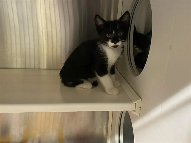 A baby small-sized male Domestic Short Hair cat named Comet for adoption in Tustin, CA