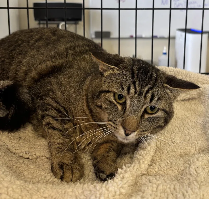 A young medium-sized male Domestic Short Hair cat named Radar for adoption in Raymond, WA
