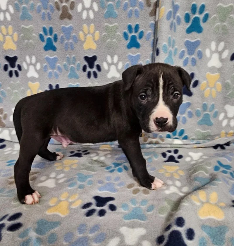 A baby medium-sized male Mixed Breed dog named Flan for adoption in Wabash, IN