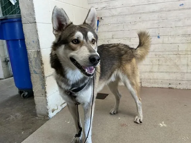 An adult medium-sized male Siberian Husky dog named Enzo for adoption in San Bernardino, CA