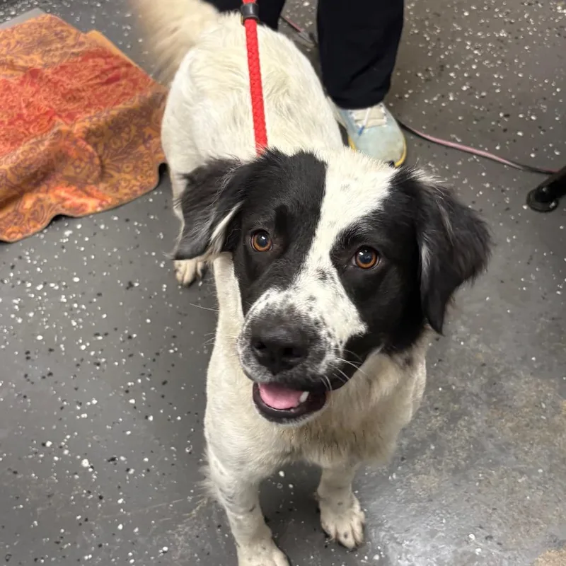 A young medium-sized female White / Cream Mixed Breed dog named Alys for adoption in Columbiana, AL