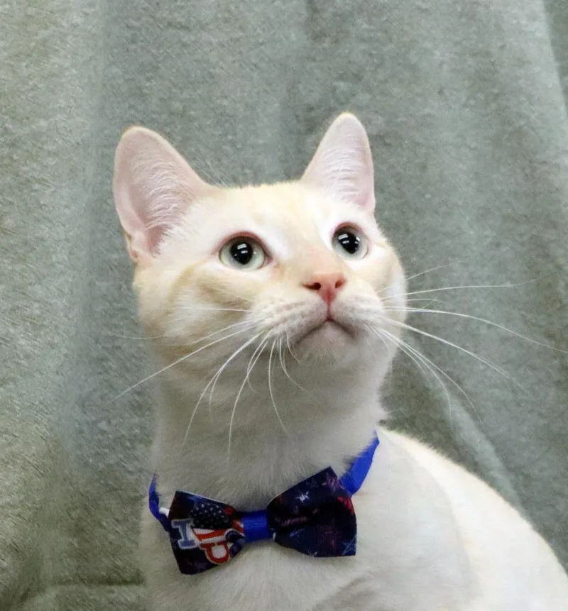 A young medium-sized male Domestic Short Hair cat named Saturn for adoption in Jonesboro, AR
