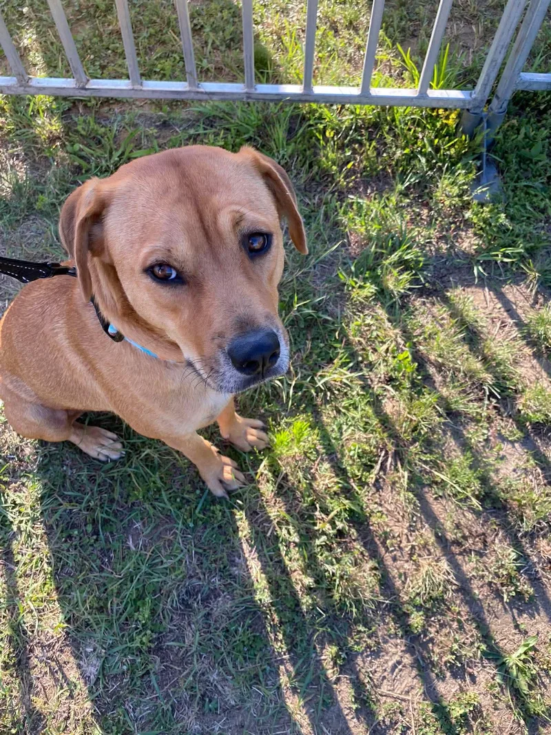 Daisy