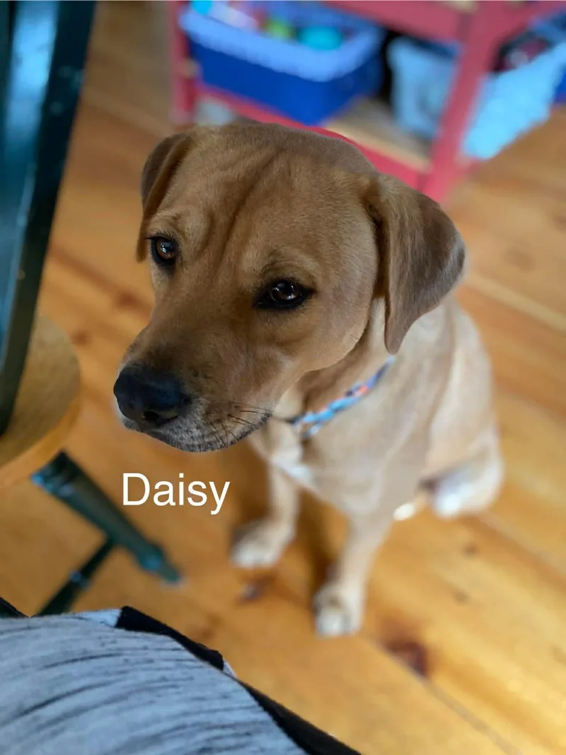 Daisy thumbnail 2