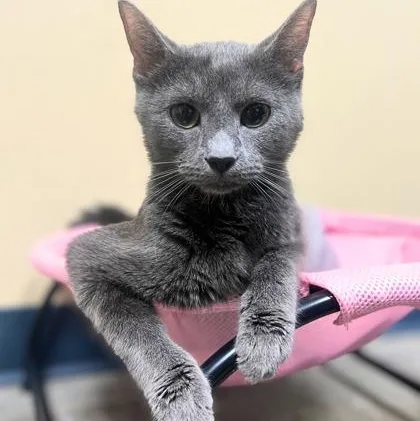 An adult medium-sized female Gray / Blue / Silver Domestic Short Hair cat named Willow for adoption in Quincy, IL