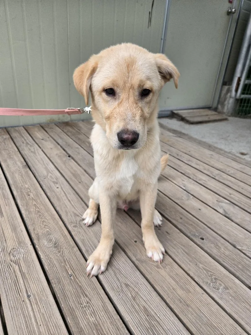 A young medium-sized male Labrador Retriever dog named Vanilla for adoption in Duluth, GA