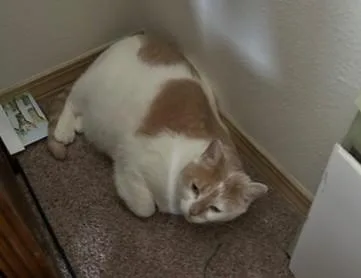 An adult medium-sized female Domestic Short Hair cat named Ms. Missy for adoption in Seattle, WA