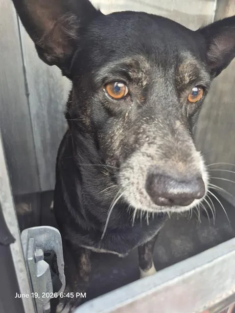 An adult small-sized male Terrier dog named Felix for adoption in San Antonio, TX