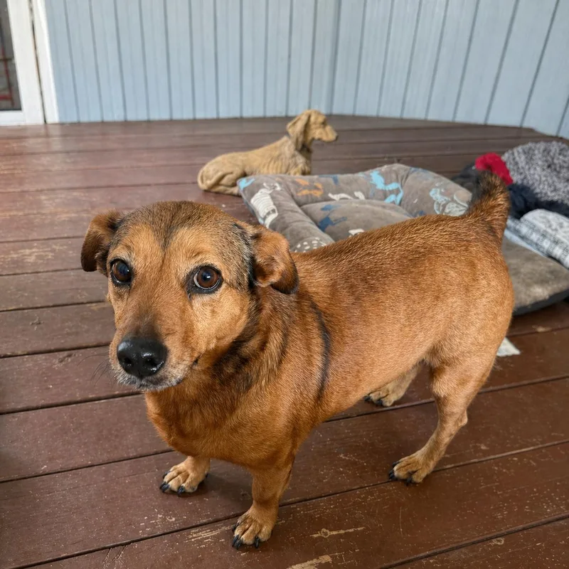 An adult medium-sized female Corgi dog named Abby for adoption in Douglas, GA