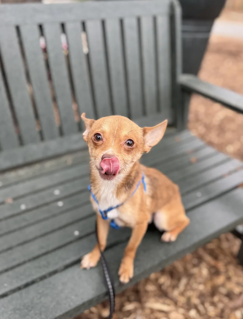 Pipsqueak thumbnail 2