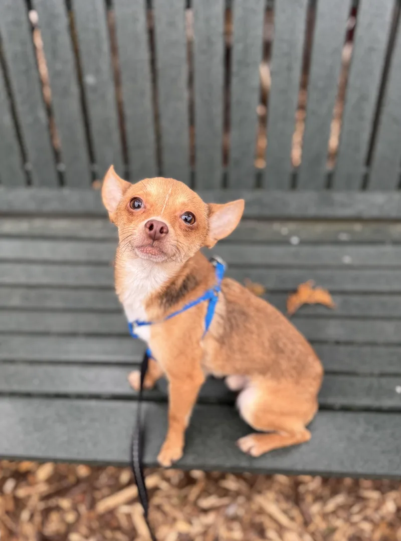 Pipsqueak thumbnail 3