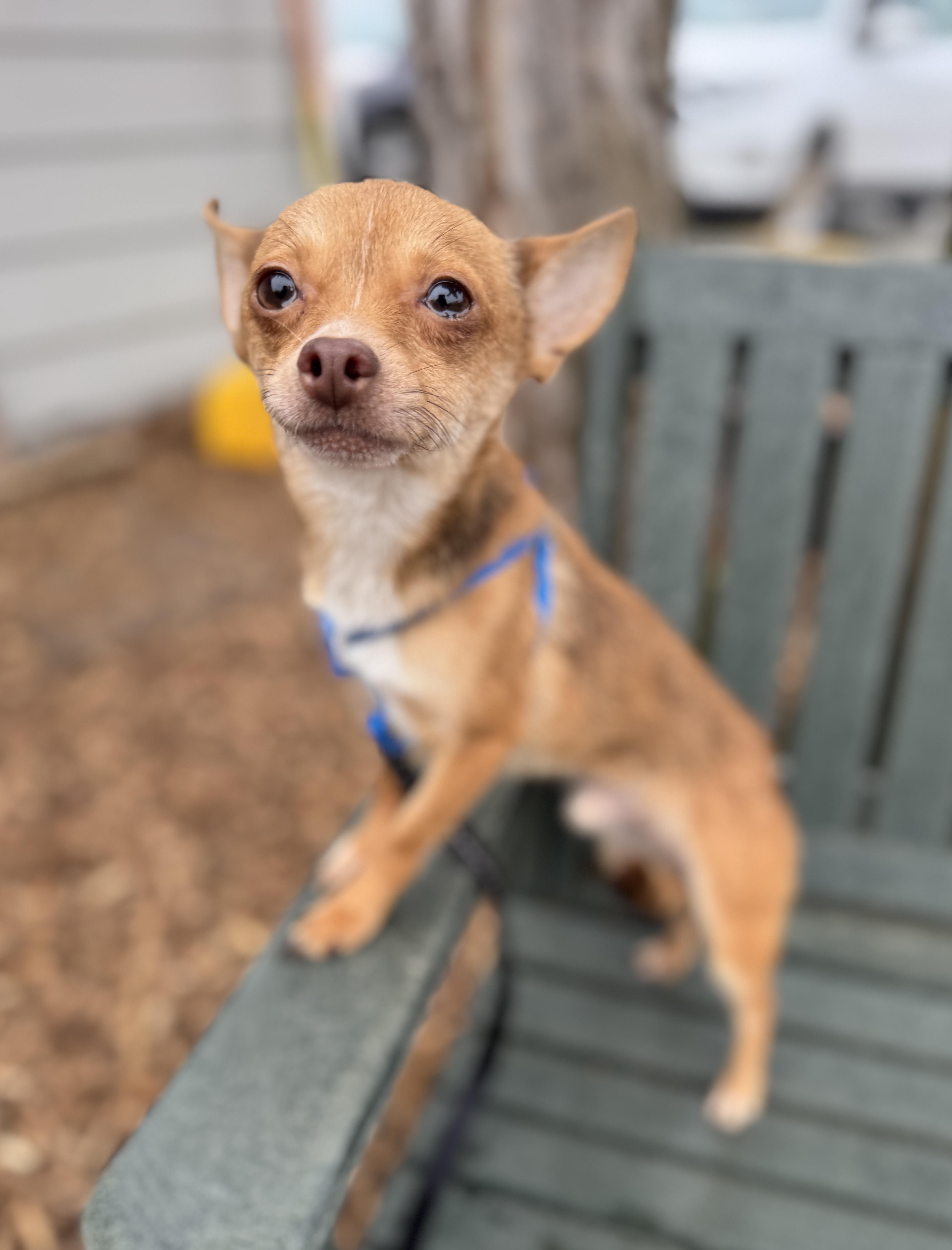 Pipsqueak thumbnail 4