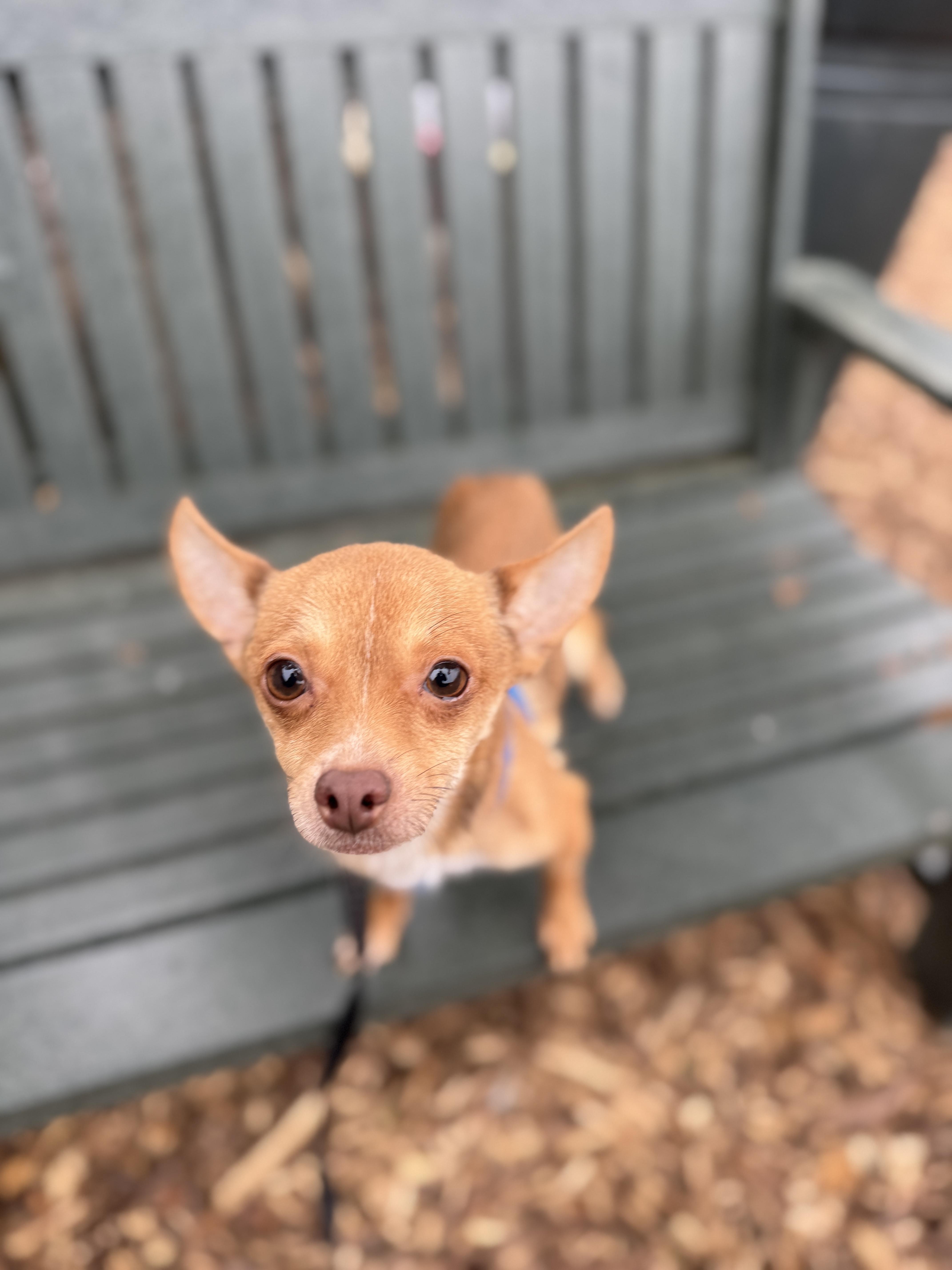 Pipsqueak thumbnail 5