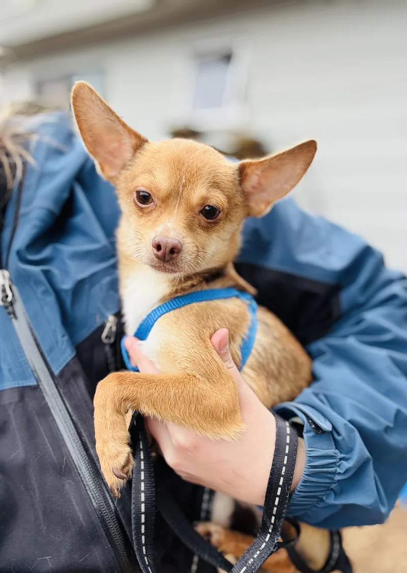 Pipsqueak thumbnail 6