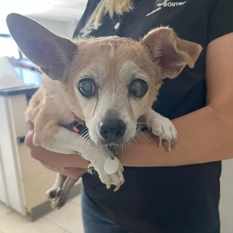 A senior small-sized female Chihuahua dog named Daisy for adoption in Lufkin, TX