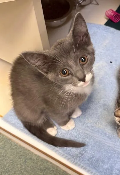 A baby small-sized female Domestic Short Hair cat named Nadeshiko for adoption in Fairfax, VA