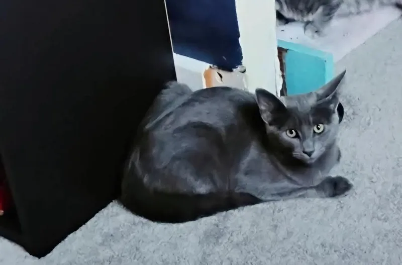A young small-sized female Gray / Blue / Silver Domestic Medium Hair cat named Data for adoption in Lorain, OH