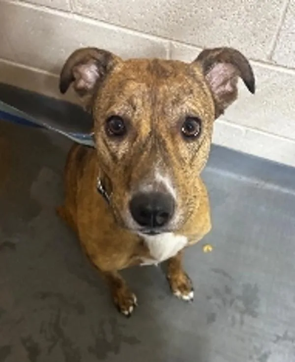 An adult medium-sized female Hound dog named Barbara for adoption in Dallas, GA
