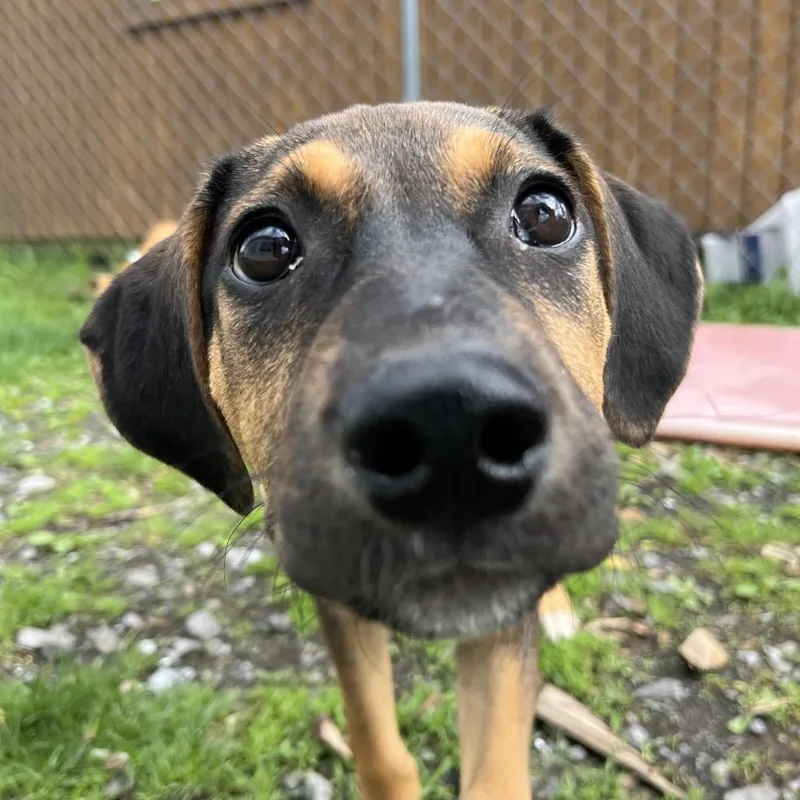 A baby medium-sized female Black Mountain Cur dog named Eva for adoption in Saugerties, NY