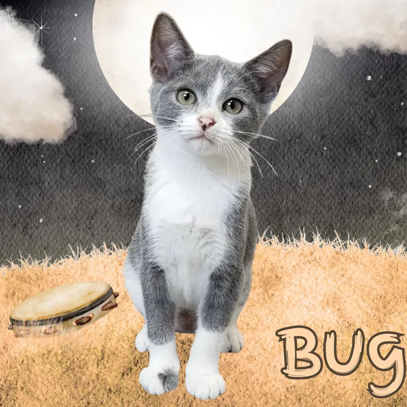 Bug