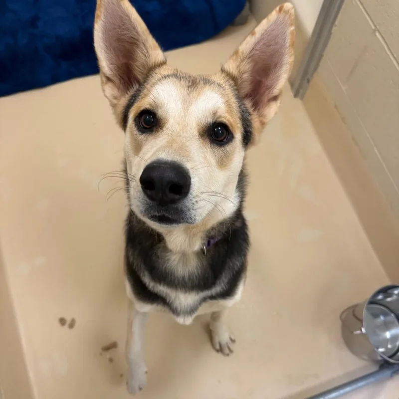 A young medium-sized female Mixed Breed dog named Poof for adoption in Winston-Salem, NC