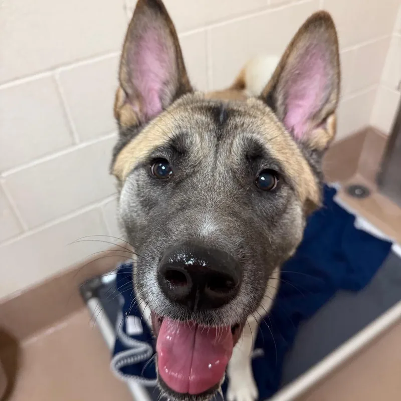 An adult large-sized female Yellow / Tan / Blond / Fawn Akita dog named Ziggy for adoption in Reno, NV
