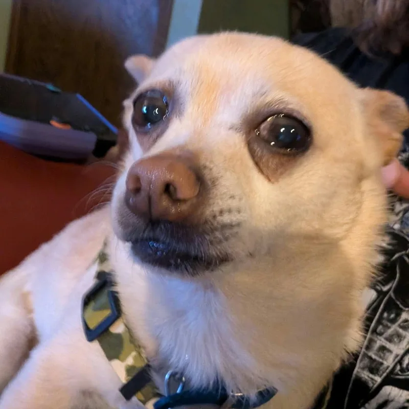 An adult small-sized male Chihuahua dog named Chico for adoption in Farmington, MN