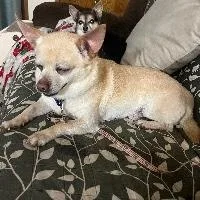 Chico thumbnail 2