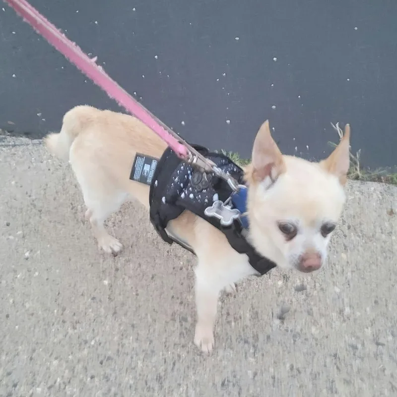 Chico thumbnail 3