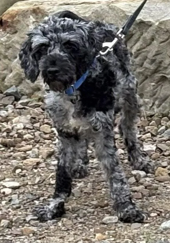 A young small-sized male Poodle dog named AceReviewing Applications for adoption in Cuyahoga Falls, OH