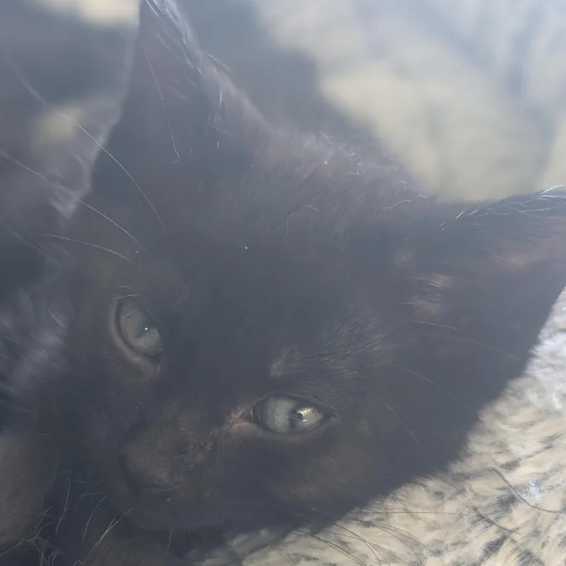 A baby small-sized female Domestic Short Hair cat named Taco for adoption in Portage, MI