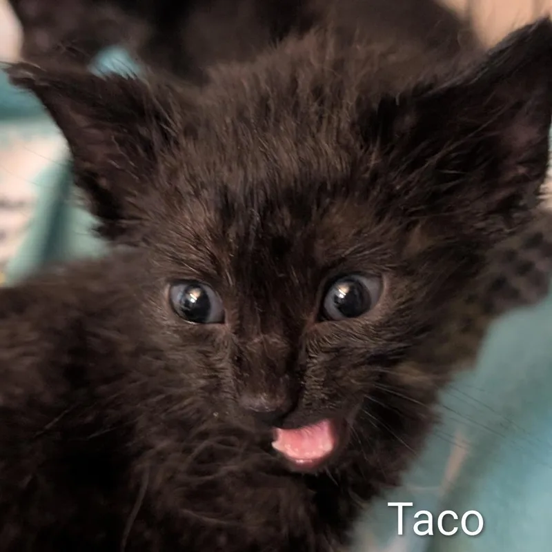 Taco thumbnail 2