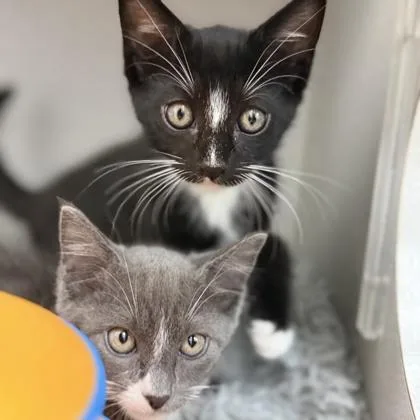 A baby small-sized male Black Domestic Short Hair cat named Achilles for adoption in Atlanta, GA