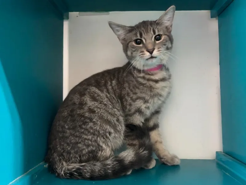 A young small-sized female Domestic Short Hair cat named Gennifer for adoption in Powell, OH