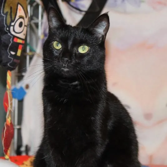 Purrscilla thumbnail 2