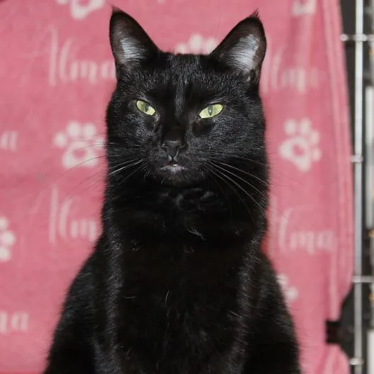 Purrscilla thumbnail 3