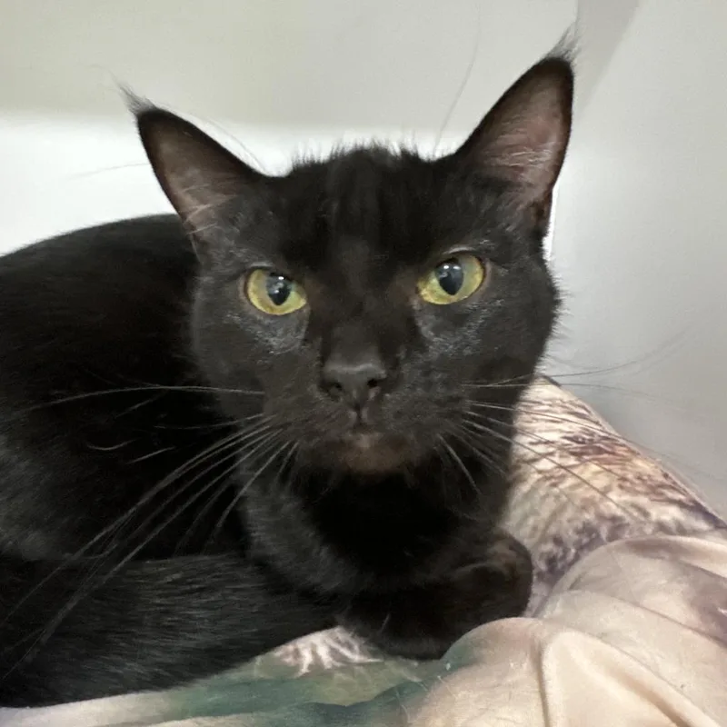 Purrscilla thumbnail 4