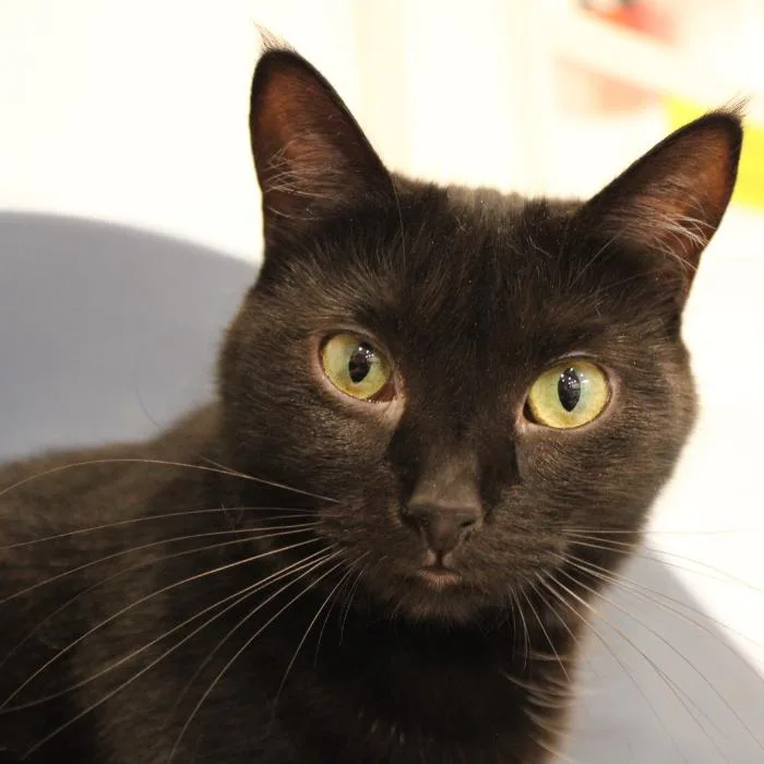 Purrscilla thumbnail 5