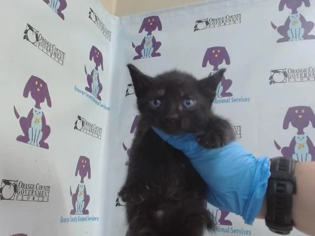 A baby small-sized female Domestic Short Hair cat named Liv for adoption in Orlando, FL