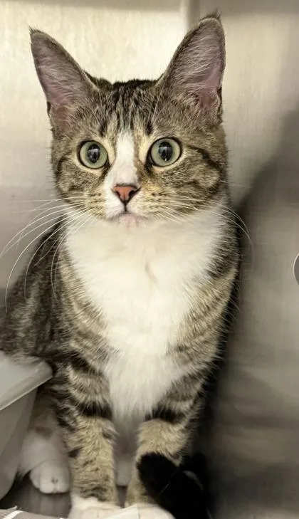 An adult medium-sized female Domestic Short Hair cat named Gracie for adoption in Lafayette, IN