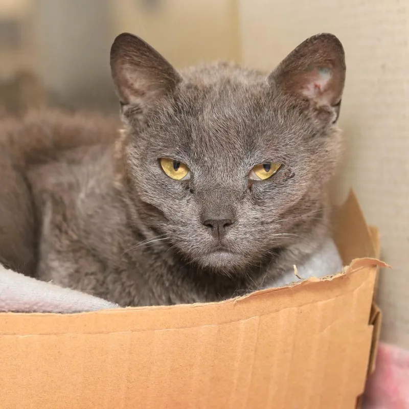 An adult medium-sized female Gray / Blue / Silver Domestic Short Hair cat named Dahlia for adoption in Evansville, IN